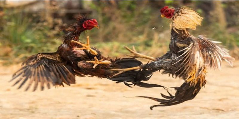 Cảm giác chơi chiến thắng