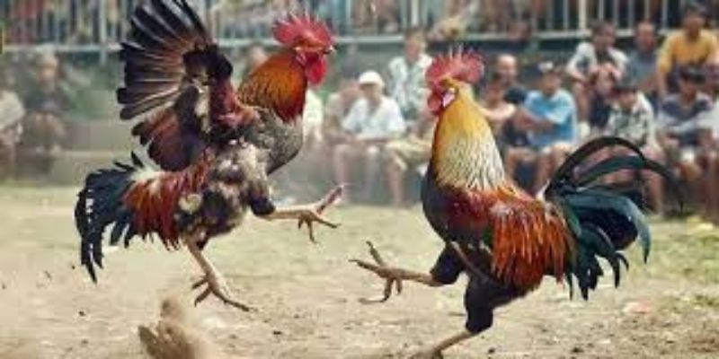 Lý do cược đà gà trực tuyến GO88 được ưa chuộng