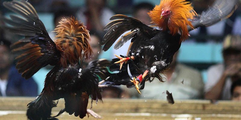 Mẹo cược đá gà dễ thắng