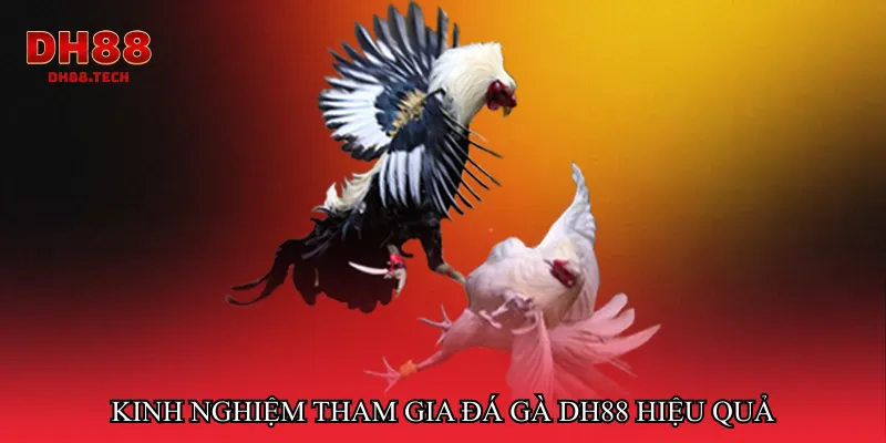 Kinh nghiệm tham gia đá gà dh88 hiệu quả