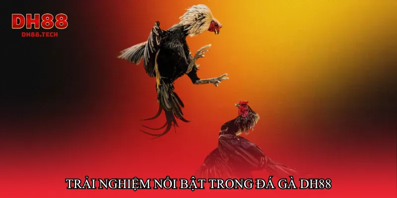 Trải nghiệm nổi bật trong đá gà dh88